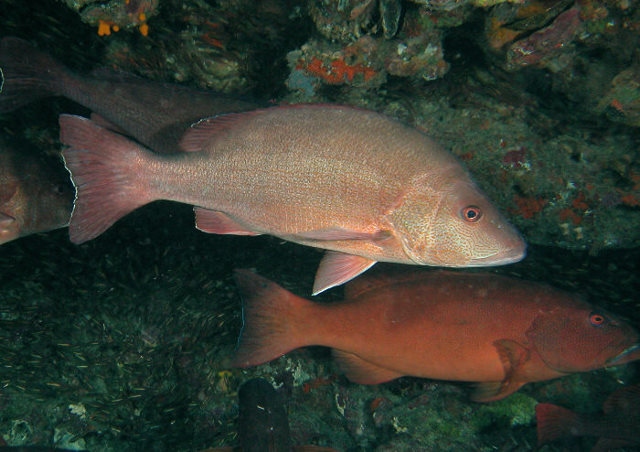 Lutjanus lemniscatus